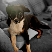 Silvia, female dog to adopt