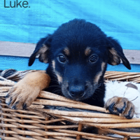 Luke, dog to adopt