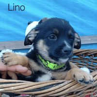Lino, dog to adopt
