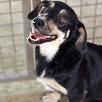 Miss Mabel, female dog to adopt