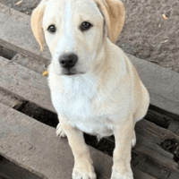 Miele, dog to adopt