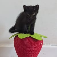 ONYX, chat à adopter
