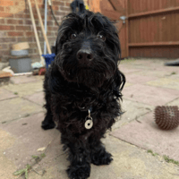 Percy, dog to adopt