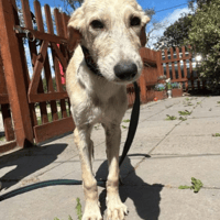 Meatball, dog to adopt