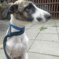 Donut, dog to adopt