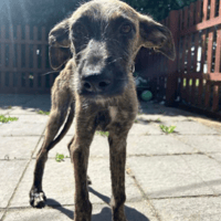 Dawn, female dog to adopt