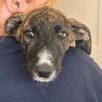 Myrtle, female dog to adopt
