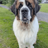 Arthur, dog to adopt