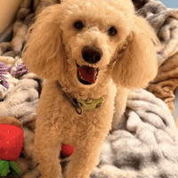 Jink, dog to adopt