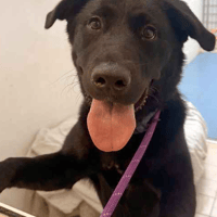 Poppy, female dog to adopt