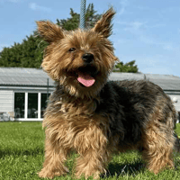 Milly, female dog to adopt