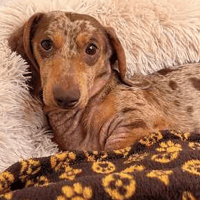 Rolo, dog to adopt