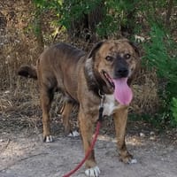 JAIME, chien à adopter