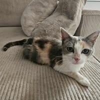 LOLA adorable minette tricolore, chatte à adopter