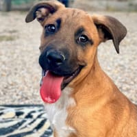 BUBA (Martina), chien à adopter