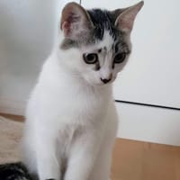CHOUQUETTE, chatte à adopter
