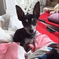 ZIGGY le petit pinscher, chien à adopter