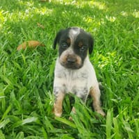 ARLEY le joli cœur, chien à adopter