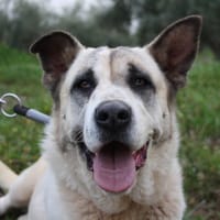 BELLA, chienne à adopter