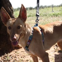 LILI, chienne à adopter