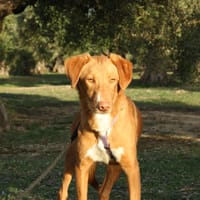 MAX, chien à adopter