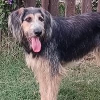 VIRGULE, chienne à adopter
