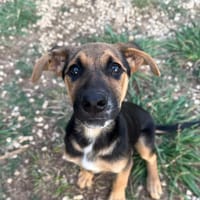 Cher, cane femmina da adottare