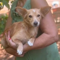 Maya, cane femmina da adottare