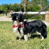 Maurizio, cane da adottare