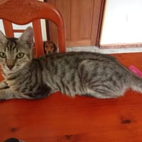 BLUE, chat à adopter