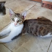 DREAM, chatte à adopter