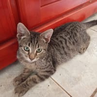 DJAZZY, chat à adopter