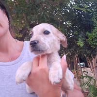 CAPPUCCINO cucciolo monello, cane da adottare