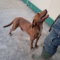 LOLA mix segugio, cane femmina da adottare