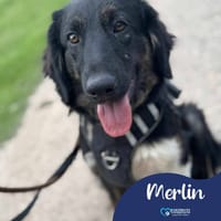 Merlin, dog to adopt