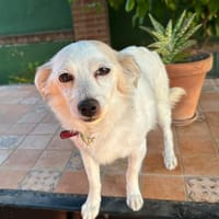 Rodo, perro en adopción