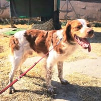 Leopoldo, perro en adopción