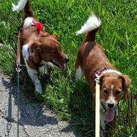 Nika und Valentin suchen ein Zuhause, Hund zur Adoption