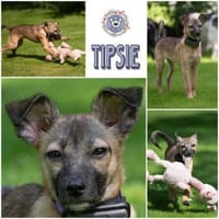 TIPSIE * menschenfreundlich & fröhlich, Hündin zur Adoption
