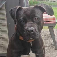 Abby sucht ein Zuhause Vermittlungshilfe, Hündin zur Adoption