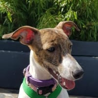 Diva2 sucht ein Zuhause, Hündin zur Adoption