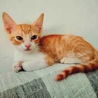Lieber, junger Kater Pelayo, Kater zur Adoption