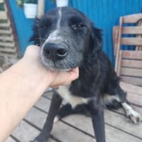 Hera, sanfte Seele, ca. 1 Jahr, 21244, Hündin zur Adoption