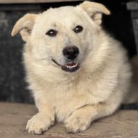 Filu, der kleine Eisbär 🐾, Hund zur Adoption