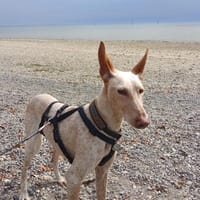 Ellie, die freundliche Podenca, Hündin zur Adoption