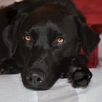 Schwarze Schönheit Saske, Hund zur Adoption