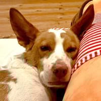 Teddy3 sucht ein Zuhause, Hund zur Adoption