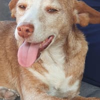 Seelenhund Zenyt sucht Seelenmenschen, Hündin zur Adoption