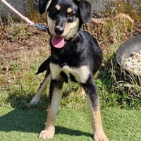 Fröhlicher Hugo in 45134 Essen, Hund zur Adoption