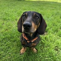 Choco Dackelbonbon sucht gutsortierte 🙋, Hund zur Adoption